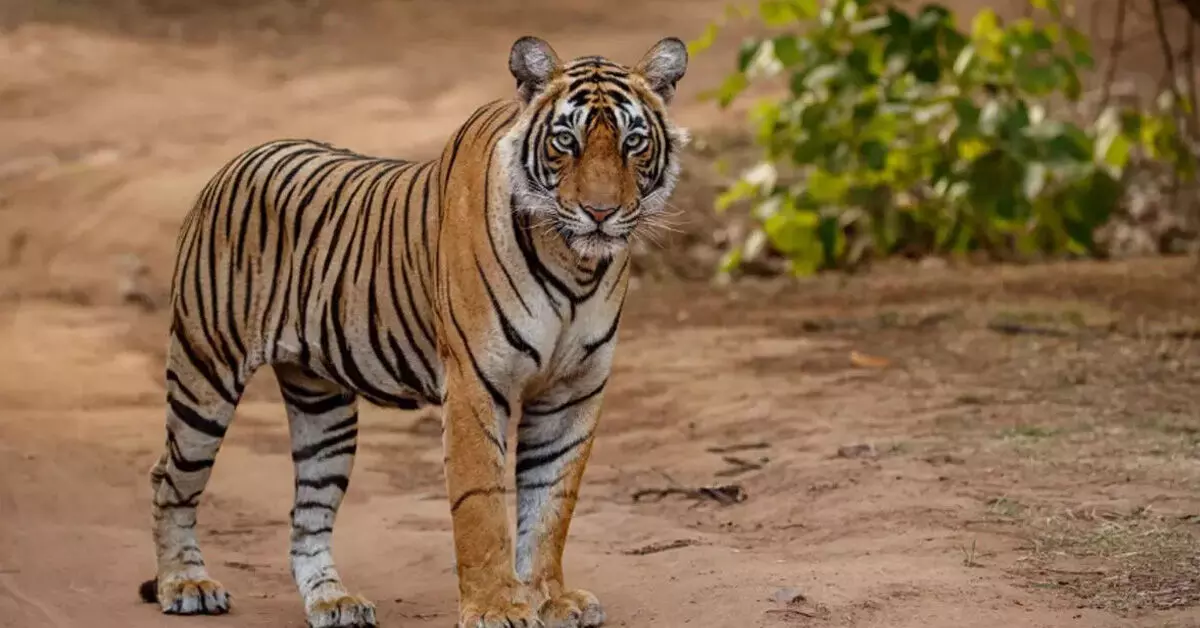 ಹುಲಿ ಕಾರಿಡಾರ್ ಮೂಲಕ ಹಾದು ಹೋಗುವ ರೈಲು ಮಾರ್ಗಕ್ಕೆ ಪ್ರಾಥಮಿಕ ಅನುಮೋದನೆ ಹುಲಿ ಕಾರಿಡಾರ್ ಮೂಲಕ ಹಾದು ಹೋಗುವ ರೈಲು ಮಾರ್ಗಕ್ಕೆ ಪ್ರಾಥಮಿಕ ಅನುಮೋದನೆ