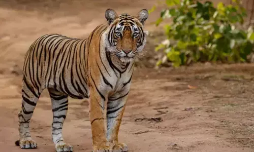 ಹುಲಿ ಕಾರಿಡಾರ್ ಮೂಲಕ ಹಾದು ಹೋಗುವ ರೈಲು ಮಾರ್ಗಕ್ಕೆ ಪ್ರಾಥಮಿಕ ಅನುಮೋದನೆ