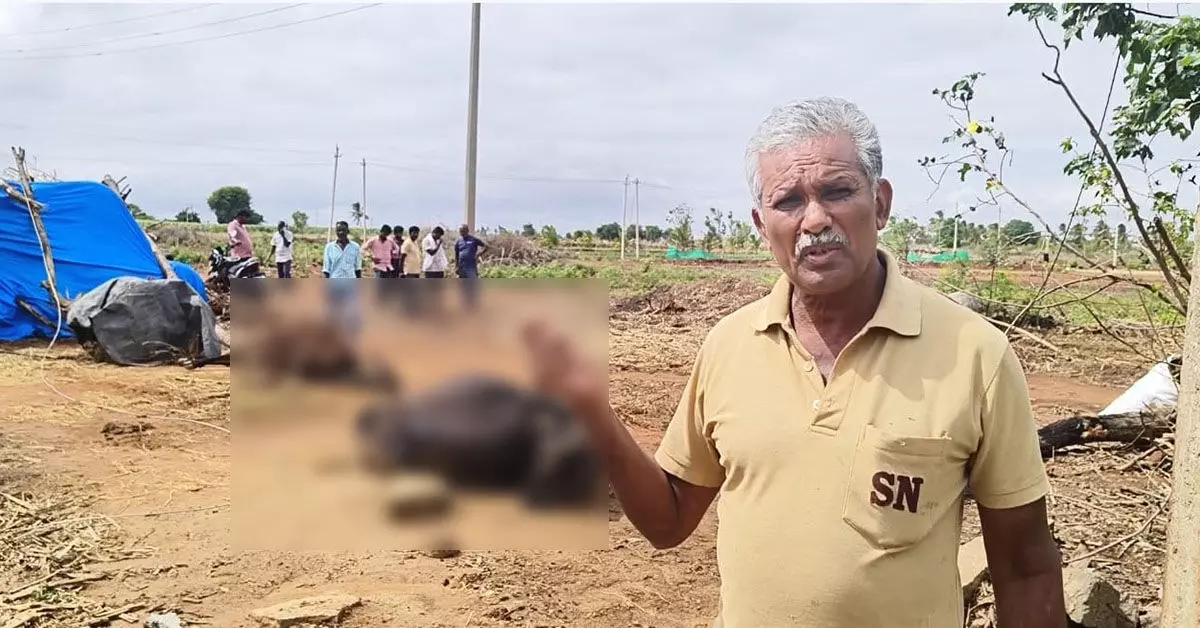 Kolara | ತುಂಡಾಗಿ ಬಿದ್ದಿದ್ದ ವಿದ್ಯುತ್ ತಂತಿ ಸ್ಪರ್ಶಕ್ಕೊಳಗಾಗಿ ಎರಡು ಹಸುಗಳು ಸಾವು Kolara | ತುಂಡಾಗಿ ಬಿದ್ದಿದ್ದ ವಿದ್ಯುತ್ ತಂತಿ ಸ್ಪರ್ಶಕ್ಕೊಳಗಾಗಿ ಎರಡು ಹಸುಗಳು ಸಾವು