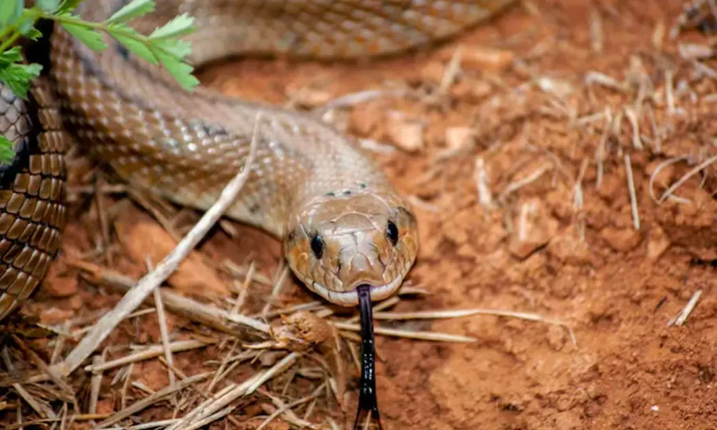 Maharashtra | ಬುಡಕಟ್ಟು ಪ್ರದೇಶದ ಆಶ್ರಮ ಶಾಲೆಯಲ್ಲಿ ಹಾವು ಕಡಿತ: ಮೂವರು ವಿದ್ಯಾರ್ಥಿನಿಯರು ಮೃತ್ಯು