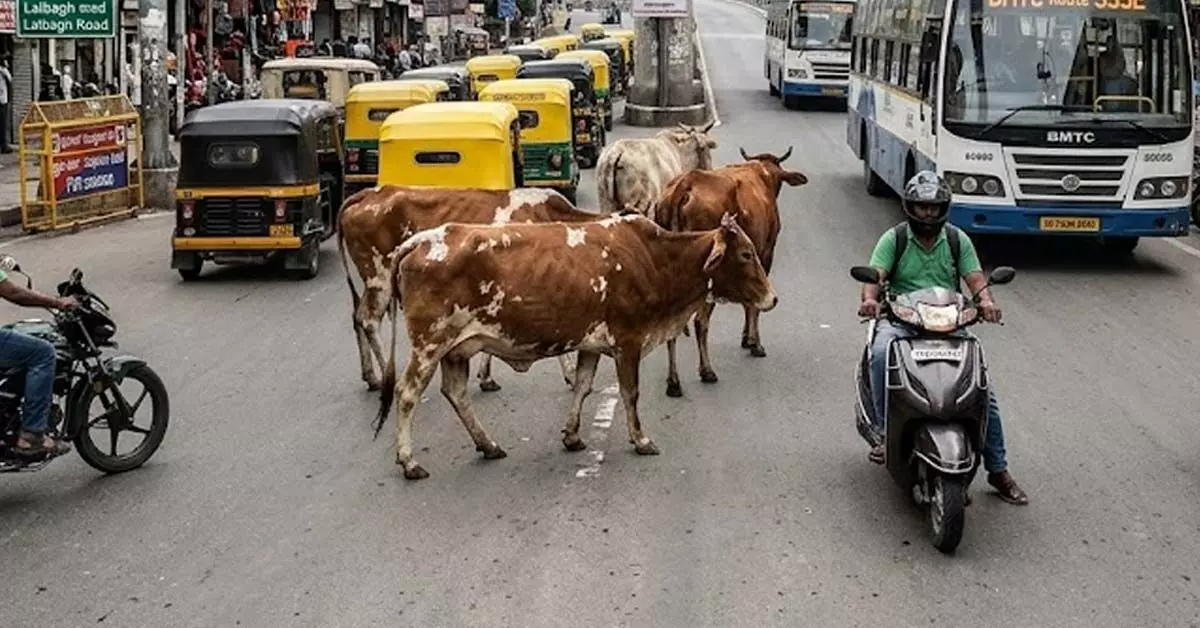 Bengaluru | ಹಸುಗಳಿಂದ ವಾಹನ ದಟ್ಟನೆ; ಮಾಲಕನ ವಿರುದ್ಧ ಎಫ್ಐಆರ್ Bengaluru | ಹಸುಗಳಿಂದ ವಾಹನ ದಟ್ಟನೆ; ಮಾಲಕನ ವಿರುದ್ಧ ಎಫ್ಐಆರ್
