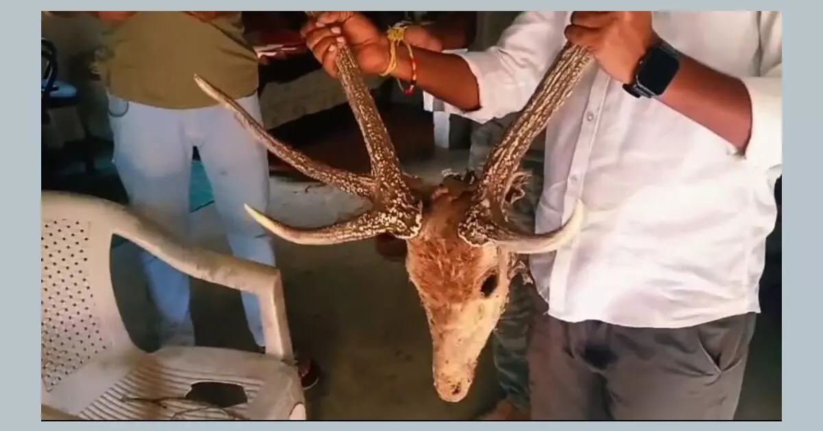 ಬಂಡೀಪುರ: ಹೋಂ ಸ್ಟೇಯಲ್ಲಿ ಜಿಂಕೆ ತಲೆಬುರುಡೆ, ಚರ್ಮ, ಕೊಂಬು ಪತ್ತೆ ಬಂಡೀಪುರ: ಹೋಂ ಸ್ಟೇಯಲ್ಲಿ ಜಿಂಕೆ ತಲೆಬುರುಡೆ, ಚರ್ಮ, ಕೊಂಬು ಪತ್ತೆ