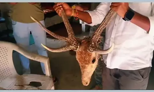 ಬಂಡೀಪುರ: ಹೋಂ ಸ್ಟೇಯಲ್ಲಿ ಜಿಂಕೆ ತಲೆಬುರುಡೆ, ಚರ್ಮ, ಕೊಂಬು ಪತ್ತೆ
