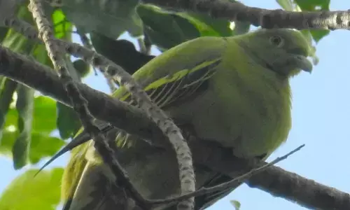 ಅಳಿವಿನಂಚಿನಲ್ಲಿರುವ ಟಿಮೋರ್ ಹಸಿರು ಪಾರಿವಾಳ