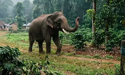Kodagu | ಕಾಡಾನೆ ದಾಳಿಗೆ ಪ್ರವಾಸಿ ಸಾವು
