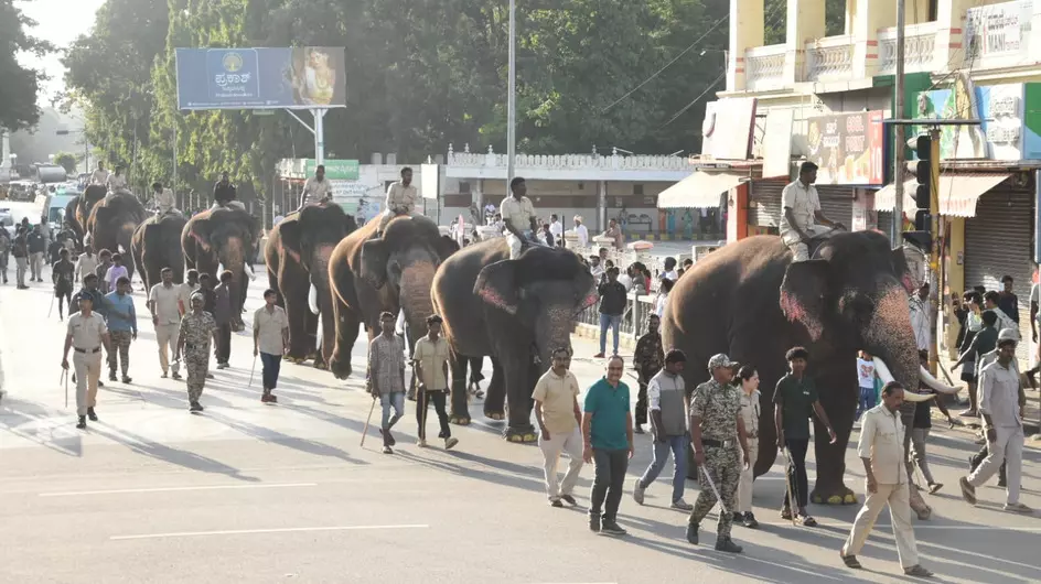 ದಸರಾ ಗಜಪಡೆಗಳ ತೂಕ ಪರೀಕ್ಷೆ: ಶ್ರೀಕಂಠ ಅತೀ ಹೆಚ್ವು ತೂಕ ಹೊಂದಿದ ಆನೆ ದಸರಾ ಗಜಪಡೆಗಳ ತೂಕ ಪರೀಕ್ಷೆ: ಶ್ರೀಕಂಠ ಅತೀ ಹೆಚ್ವು ತೂಕ ಹೊಂದಿದ ಆನೆ