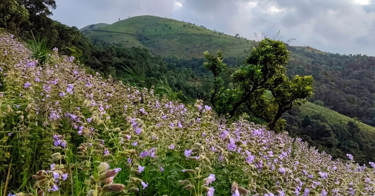 ಕುದುರೆಮುಖದ ಬೆಟ್ಟಗಳಲ್ಲಿ ʼನೀಲಕುರಿಂಜಿʼಯ ನೀಲಿ ಲೋಕ ಕುದುರೆಮುಖದ ಬೆಟ್ಟಗಳಲ್ಲಿ ʼನೀಲಕುರಿಂಜಿʼಯ ನೀಲಿ ಲೋಕ