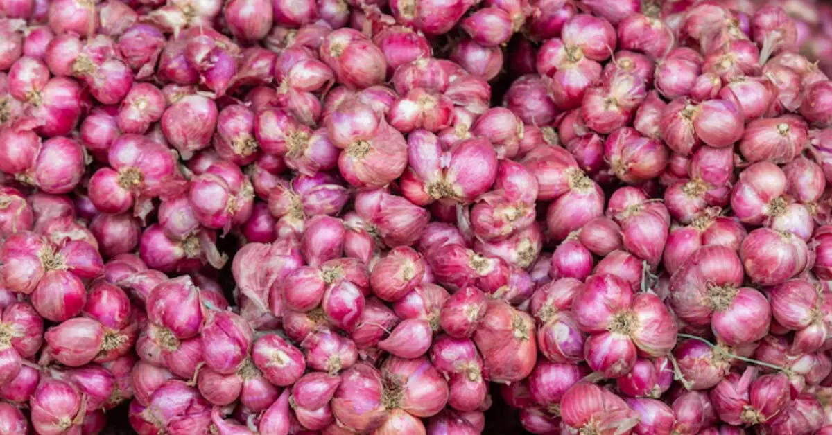 ಈರುಳ್ಳಿಯ ಕಣ್ಣೀರು ! ಈರುಳ್ಳಿಯ ಕಣ್ಣೀರು !