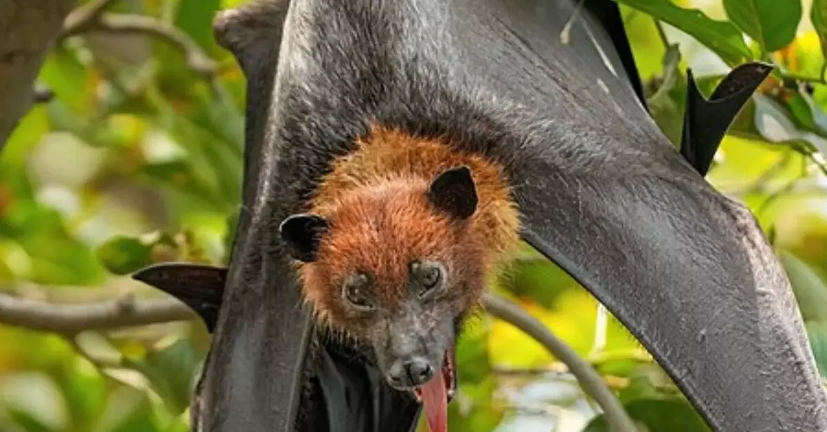 ನರಿ-ಮುಖದ ಹಣ್ಣು ತಿನ್ನುವ ಬಾವಲಿ; ʼಇಂಡಿಯನ್ ಫ್ಲೈಯಿಂಗ್ ಫಾಕ್ಸ್ʼ ಏಕೆ ವಿಶಿಷ್ಟ ಮತ್ತು ಅಪರೂಪ? ನರಿ-ಮುಖದ ಹಣ್ಣು ತಿನ್ನುವ ಬಾವಲಿ; ʼಇಂಡಿಯನ್ ಫ್ಲೈಯಿಂಗ್ ಫಾಕ್ಸ್ʼ ಏಕೆ ವಿಶಿಷ್ಟ ಮತ್ತು ಅಪರೂಪ?