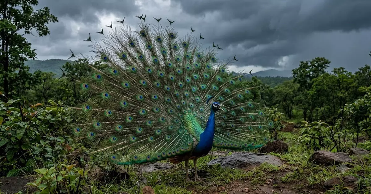 ಮಳೆ ಬರುವ ಮೊದಲು ನವಿಲು ಕೂಗುವುದೇಕೆ? ವಿಜ್ಞಾನ ಏನು ಹೇಳುತ್ತದೆ? ಮಳೆ ಬರುವ ಮೊದಲು ನವಿಲು ಕೂಗುವುದೇಕೆ? ವಿಜ್ಞಾನ ಏನು ಹೇಳುತ್ತದೆ?