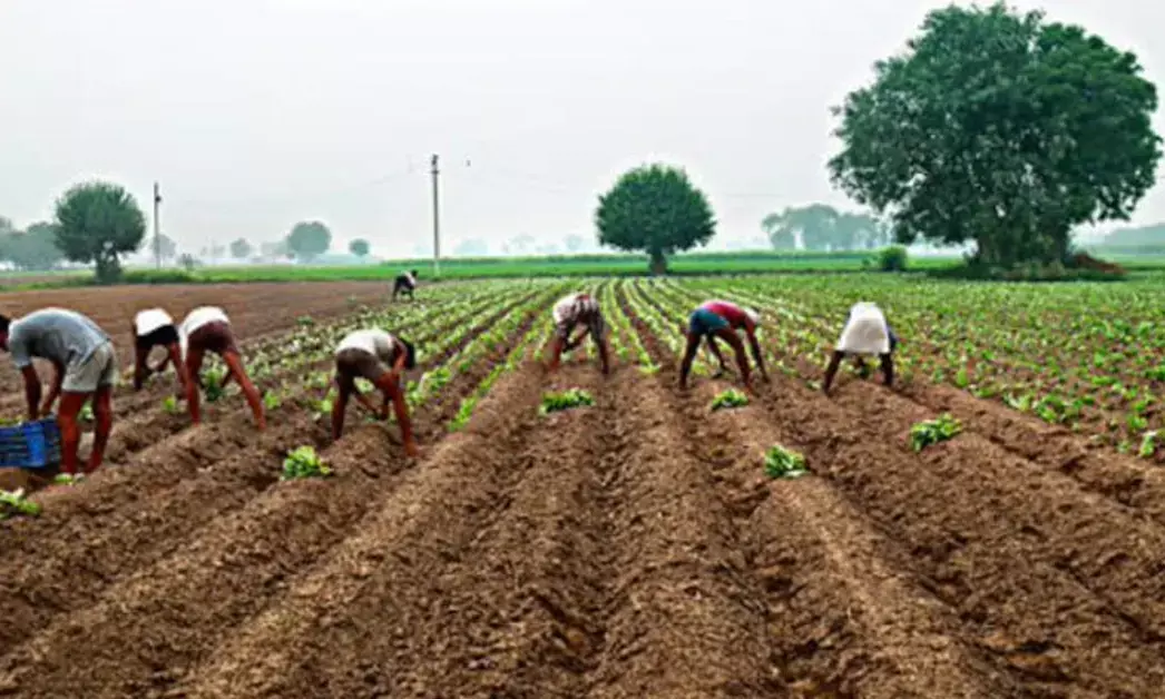 Madhya Pradesh | ಬೆಳೆಯದ ರೈತರ ಹೆಸರಿನಲ್ಲಿ ಹೆಸರುಕಾಳು ಖರೀದಿ; 13.3 ಲಕ್ಷ ರೂಪಾಯಿ ವಂಚನೆ ಪತ್ತೆ