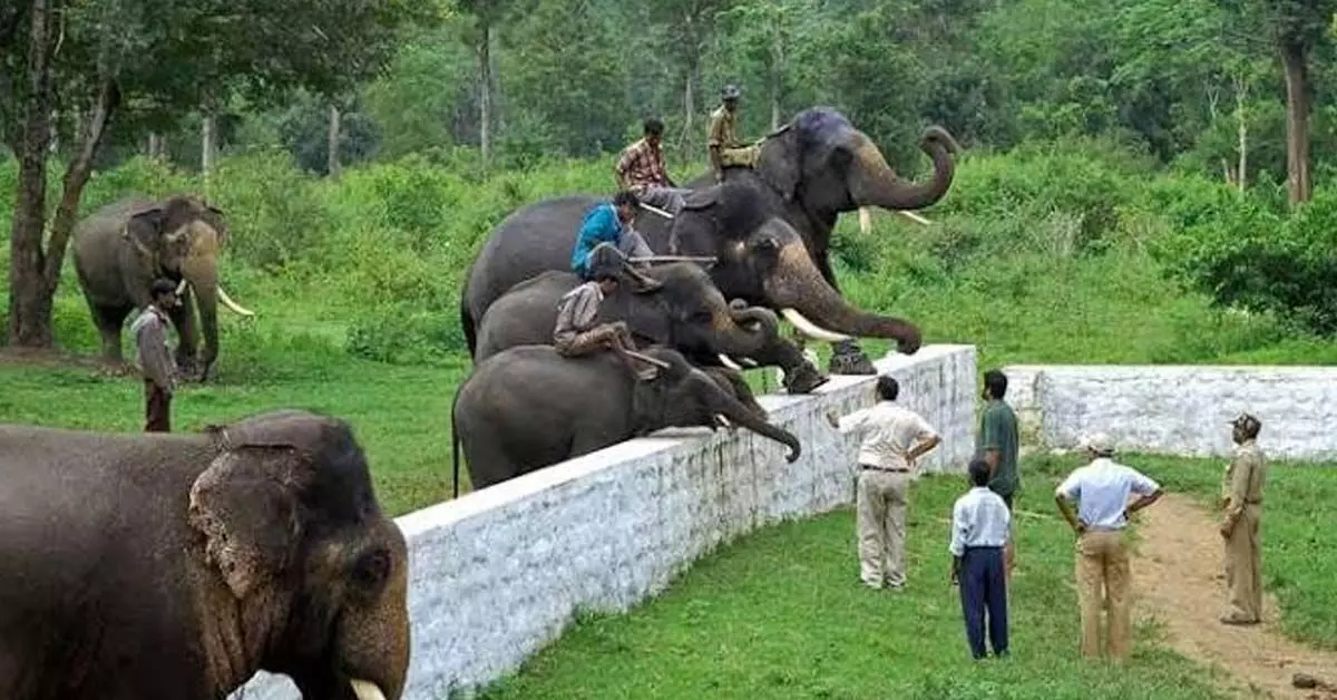 Kodagu | ಸೆ.20ರಿಂದ ದುಬಾರೆ ಸಾಕಾನೆ ಶಿಬಿರ ಪುನರಾರಂಭ; ನಿಯಮ ಪಾಲನೆ ಖಡ್ಡಾಯ Kodagu | ಸೆ.20ರಿಂದ ದುಬಾರೆ ಸಾಕಾನೆ ಶಿಬಿರ ಪುನರಾರಂಭ; ನಿಯಮ ಪಾಲನೆ ಖಡ್ಡಾಯ
