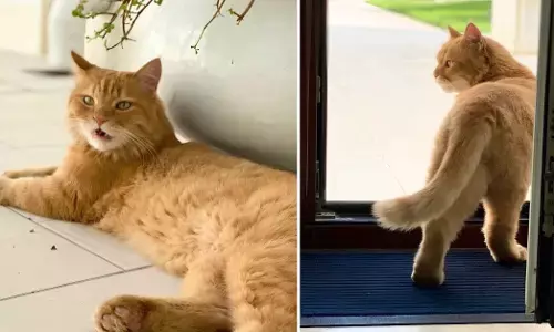 ಕಾಣೆಯಾದ ಬೆಕ್ಕನ್ನು ಹುಡುಕಿಕೊಟ್ಟವರಿಗೆ 26.28 ಲಕ್ಷ ರೂ. ಬಹುಮಾನ ಘೋಷಿಸಿದ ಖತರ್ ನ ಕುಟುಂಬ!