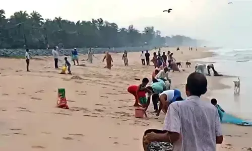 Kundapura | ಎಂ. ಕೋಡಿ ಕಡಲತೀರಕ್ಕೆ ಬಂತು ರಾಶಿ ರಾಶಿ ಬೂತಾಯಿ !