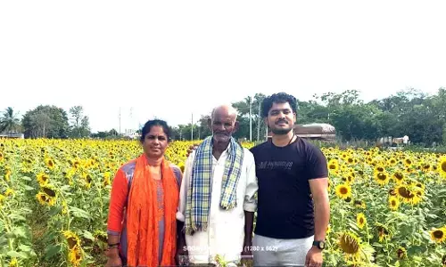 ಮೈಸೂರು-ಊಟಿ ರಾಷ್ಟ್ರೀಯ ಹೆದ್ದಾರಿಯಲ್ಲಿ ಸೂರ್ಯಕಾಂತಿ ಸೊಬಗು