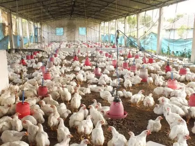 ಗ್ರಾಮೀಣ ರೈತ ಮಹಿಳೆಯರಿಗೆ ಕೋಳಿಮರಿ ವಿತರಣೆ: ಅರ್ಜಿ ಆಹ್ವಾನ ಗ್ರಾಮೀಣ ರೈತ ಮಹಿಳೆಯರಿಗೆ ಕೋಳಿಮರಿ ವಿತರಣೆ: ಅರ್ಜಿ ಆಹ್ವಾನ