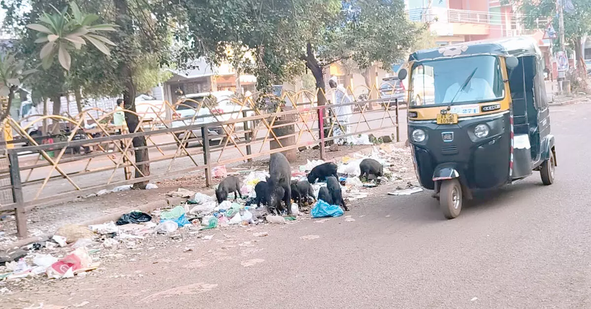 ಹುಮನಾಬಾದ್ | ಹಂದಿಗಳ ಹಾವಳಿ; ವಾಹನ ಸವಾರರ ಪರದಾಟ ಹುಮನಾಬಾದ್ | ಹಂದಿಗಳ ಹಾವಳಿ; ವಾಹನ ಸವಾರರ ಪರದಾಟ