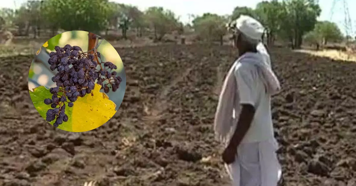 ಮಹಾರಾಷ್ಟ್ರದಲ್ಲಿ ಭೀಕರ ಬರಗಾಲ: 5 ಸಾವಿರ ಹೆಕ್ಟೇರ್ ಕಿತ್ತಳೆ ಗಿಡಗಳು ನಾಶ, ಕಮರಿದ ದ್ರಾಕ್ಷಿ ತೋಟಗಳು ಮಹಾರಾಷ್ಟ್ರದಲ್ಲಿ ಭೀಕರ ಬರಗಾಲ: 5 ಸಾವಿರ ಹೆಕ್ಟೇರ್ ಕಿತ್ತಳೆ ಗಿಡಗಳು ನಾಶ, ಕಮರಿದ ದ್ರಾಕ್ಷಿ ತೋಟಗಳು