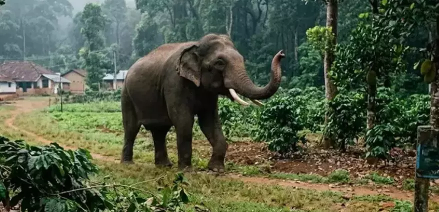 Mysuru | ಆನೆ ದಾಳಿಗೆ ರೈತ ಮೃತ್ಯು Mysuru | ಆನೆ ದಾಳಿಗೆ ರೈತ ಮೃತ್ಯು