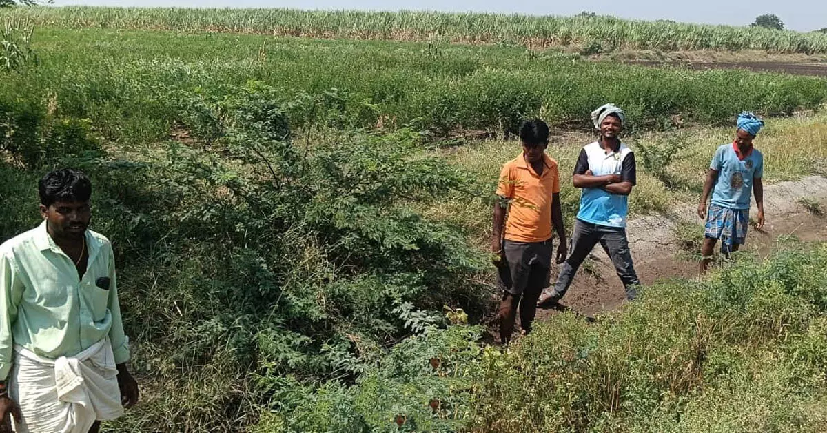 ಮುದ್ದೇಬಿಹಾಳ: ಕಾಲುವೆ ನೀರಿಲ್ಲದೆ ರೈತರ ಆತಂಕ ಮುದ್ದೇಬಿಹಾಳ: ಕಾಲುವೆ ನೀರಿಲ್ಲದೆ ರೈತರ ಆತಂಕ