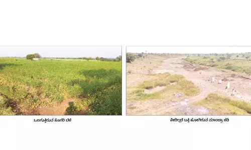 ಬೀದರ್: ಹಿಂಗಾರು ಬೆಳೆಗಳ ಮೇಲೂ ಬರದ ಛಾಯೆ