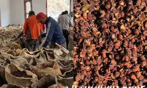 ಕಾಡಿನಿಂದಲೇ ಕೈತುಂಬ ಆದಾಯ; ಅರುಣಾಚಲದ ಜನರ ಕೈಹಿಡಿದ ‘ಖಾಗಿ’ ಮಸಾಲೆ!