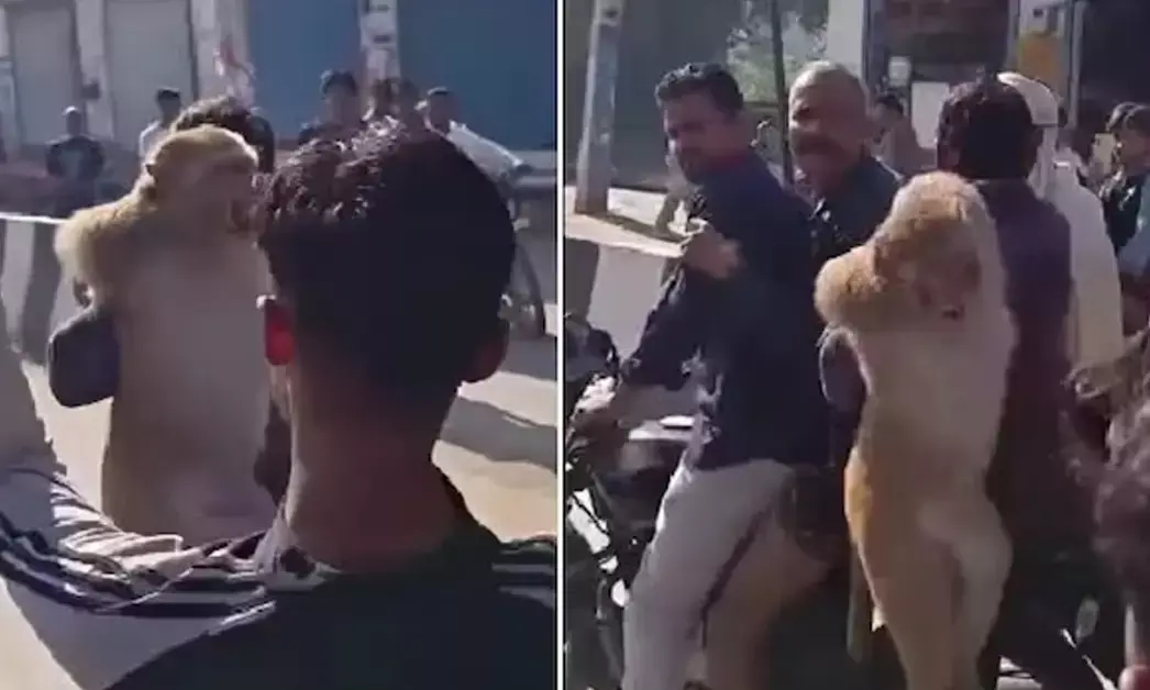 Haryana | 12ಕ್ಕೂ ಹೆಚ್ಚು ಮಂದಿಗೆ ಕಚ್ಚಿದ್ದ ಕೋತಿ ಸೆರೆ: ಹಿಡಿದುಕೊಂಡು ಹೋಗುವಾಗ ಜನರಿಂದ ಹಲ್ಲೆ!