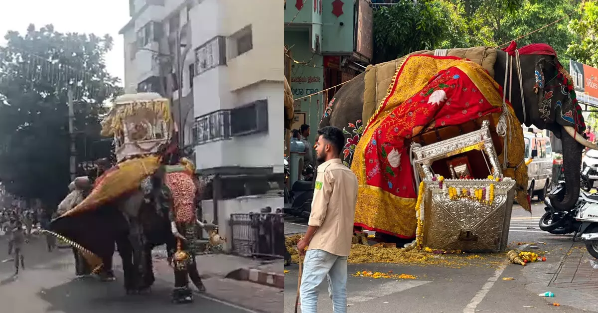ಬೆದರಿದ ಅಂಬಾರಿ ಹೊತ್ತಿದ್ದ ಸೋಮಣ್ಣ ಆನೆ : ಶಿವಮೊಗ್ಗ ದಸರಾ ಜಂಬೂಸವಾರಿ ಅರ್ಧಕ್ಕೆ ಮೊಟಕು ಬೆದರಿದ ಅಂಬಾರಿ ಹೊತ್ತಿದ್ದ ಸೋಮಣ್ಣ ಆನೆ : ಶಿವಮೊಗ್ಗ ದಸರಾ ಜಂಬೂಸವಾರಿ ಅರ್ಧಕ್ಕೆ ಮೊಟಕು