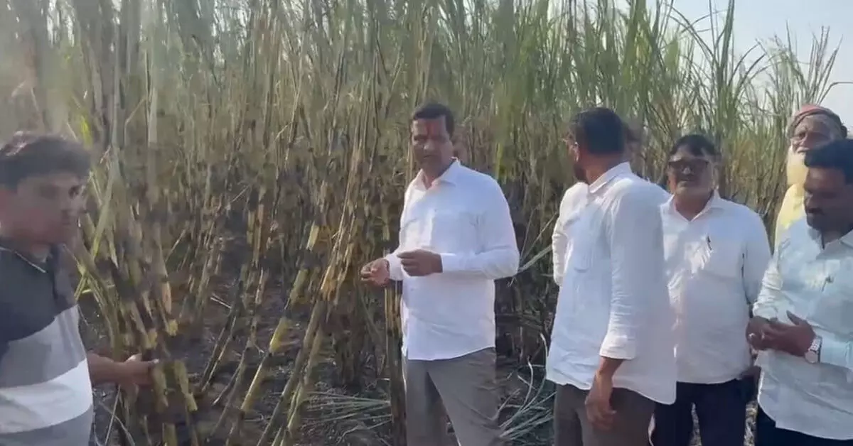 ಹುಮನಾಬಾದ್ | ವಿದ್ಯುತ್ ಶಾರ್ಟ್ ಸರ್ಕ್ಯೂಟ್ನಿಂದ 15 ಎಕರೆ ಕಬ್ಬಿನ ಬೆಳೆ ಬೆಂಕಿಗಾಹುತಿ : ಸ್ಥಳಕ್ಕೆ ಶಾಸಕ ಡಾ.ಸಿದ್ದು ಪಾಟೀಲ್ ಭೇಟಿ ಹುಮನಾಬಾದ್ | ವಿದ್ಯುತ್ ಶಾರ್ಟ್ ಸರ್ಕ್ಯೂಟ್ನಿಂದ 15 ಎಕರೆ ಕಬ್ಬಿನ ಬೆಳೆ ಬೆಂಕಿಗಾಹುತಿ : ಸ್ಥಳಕ್ಕೆ ಶಾಸಕ ಡಾ.ಸಿದ್ದು ಪಾಟೀಲ್ ಭೇಟಿ