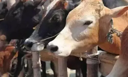 Gujarat | ಗೋಹತ್ಯೆ ಪ್ರಕರಣ: ಮೂವರಿಗೆ ಜೀವಾವಧಿ ಶಿಕ್ಷೆ ವಿಧಿಸುವಾಗ ವೇದ, ಮನುಸ್ಮೃತಿ ಉಲ್ಲೇಖಿಸಿದ ನ್ಯಾಯಾಲಯ; ವರದಿ