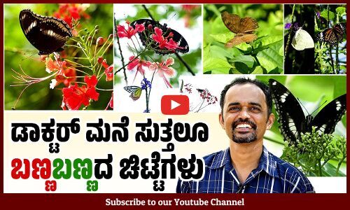 ಮಂಗಳೂರು ನಗರದೊಳಗೊಂದು ಚಿಟ್ಟೆಗಳ ಲೋಕ ! | Dr. Guruprasad Bhat | Butterfly | Mangaluru