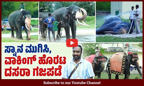 ಅಂಬಾರಿ ಹೊರಲು ತಯಾರಿ ನಡೆಸುತ್ತಿರುವ ಕ್ಯಾಪ್ಟನ್ ಅಭಿಮನ್ಯು | Mysuru Dasara | Dasara elephants | Abhimanyu