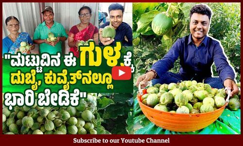 ಜಾಗತಿಕ ಮಾನ್ಯತೆ ಪಡೆದ ಕರಾವಳಿಯ ಮಟ್ಟುಗುಳ್ಳ | Mattu gulla | Udupi | VB Vlogs