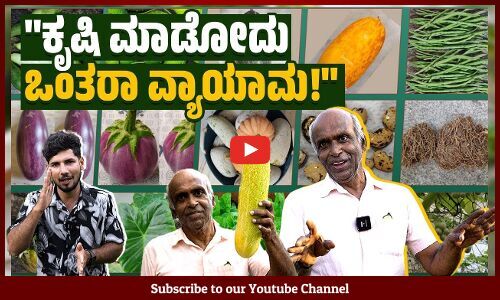 ತಾರಸಿಯಲ್ಲಿ 15 ಬಗೆಯ ಗೆಣಸುಗಳಿವೆ, ಸೊಪ್ಪುಗಳೂ ಇವೆ... | Mangaluru | Terrace farming | Vegetables