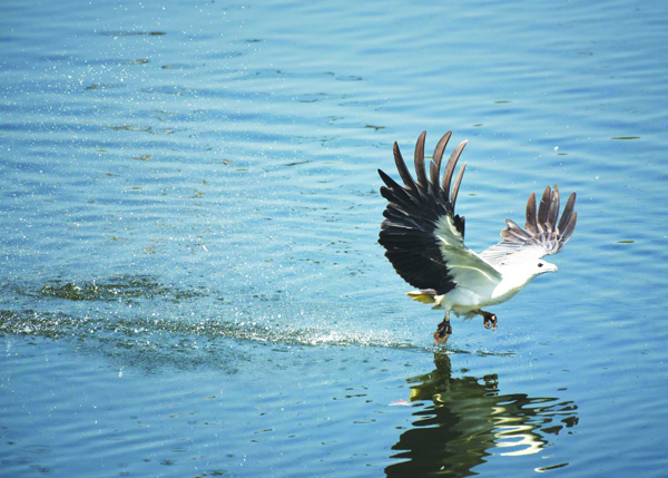ಕೈಗಾದಲ್ಲಿ ಬರ್ಡ್ ಮ್ಯಾರಥಾನ್