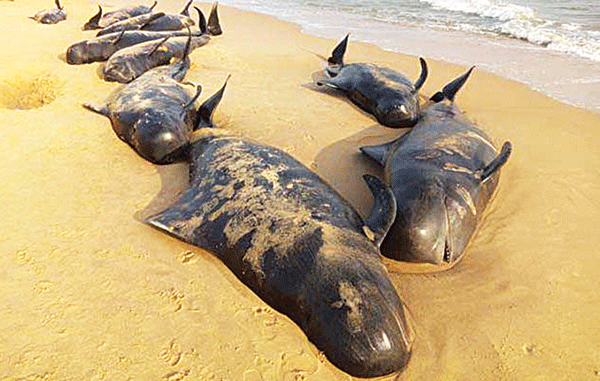 ತ.ನಾಡು ಸಮುದ್ರ ತೀರದಲ್ಲಿ ರಾಶಿ ತಿಮಿಂಗಿಲಗಳ ಸಾವು