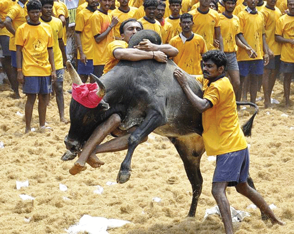 ಜಲ್ಲಿಕಟ್ಟಿಗೆ ಸುಪ್ರೀಂ ಮೂಗುದಾರ