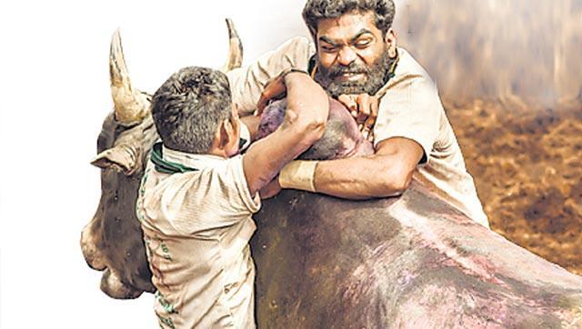 ಜಲ್ಲಿಕಟ್ಟು: ಪ್ರಾಣಿಹಕ್ಕು ತಂಡದ ಮೇಲೆ ಕೇಂದ್ರ ಗರಂ