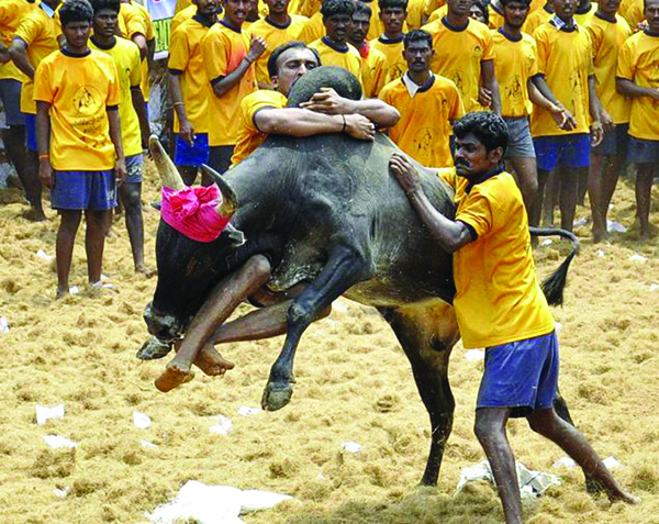 ಜಲ್ಲಿಕಟ್ಟು ಎಂಬ ಕ್ರೂರ ಆಚರಣೆ
