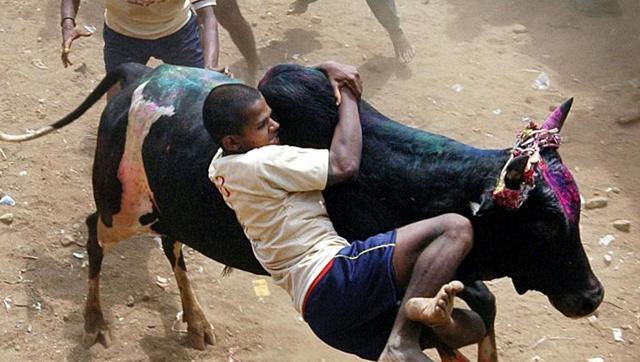 ಜಲ್ಲಿಕಟ್ಟು : ತಡೆಯಾಜ್ಞೆ ತೆರವುಗೊಳಿಸಲು ಸುಪ್ರೀಂ ನಕಾರ