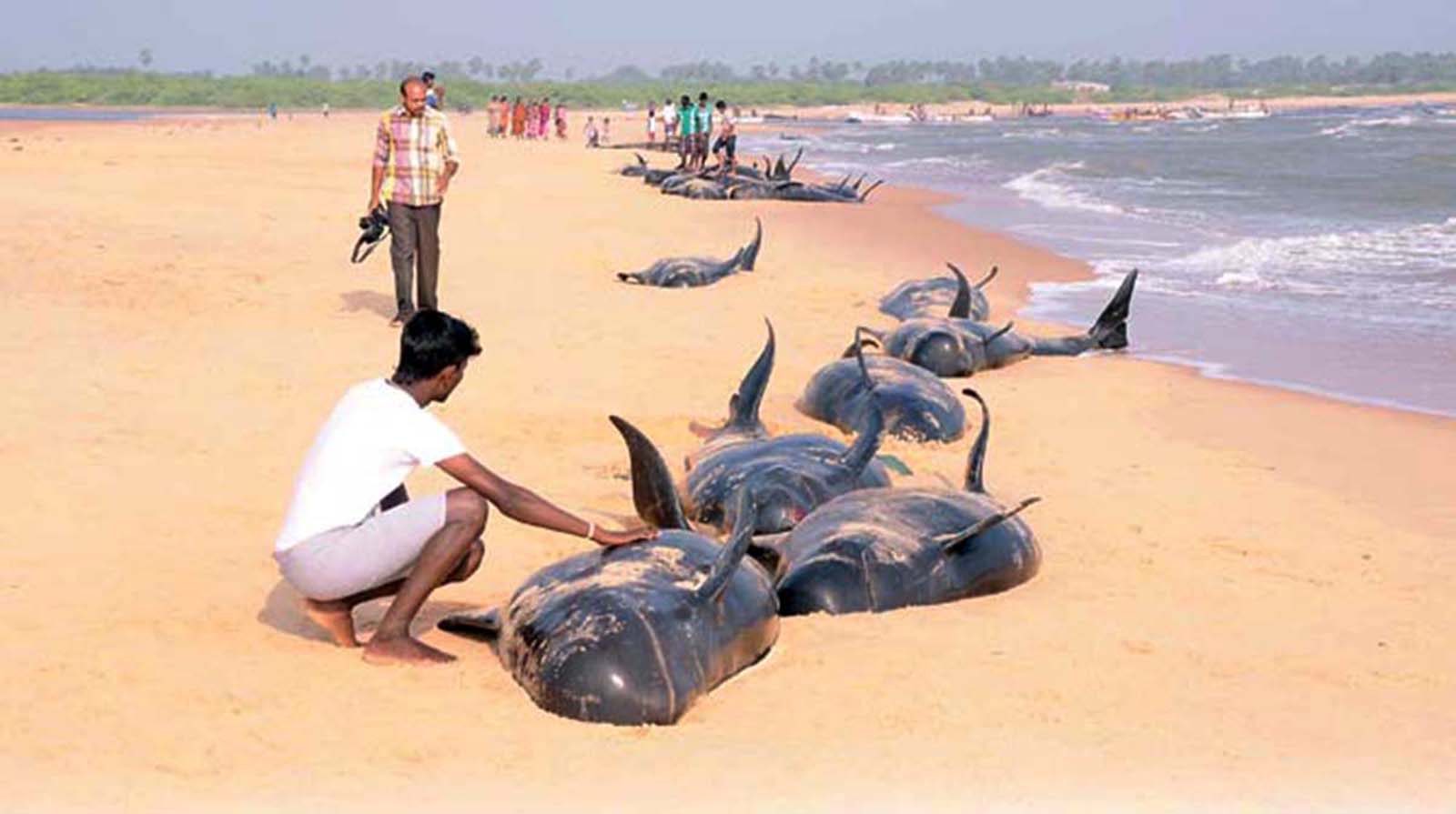 ವಿಜ್ಞಾನ ವಿಸ್ಮಯವಾಗಿಯೇ ಉಳಿದ ತಿಮಿಂಗಿಲಗಳ ಪಲ್ಲಟ