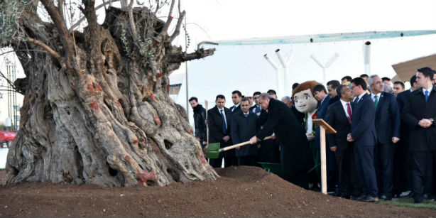 ಟರ್ಕಿಯಲ್ಲಿ  ಸಾವಿರ ವರ್ಷ ಹಳೆಯ ಆಲಿವ್ ಮರ ಸ್ಥಳಾಂತರ !