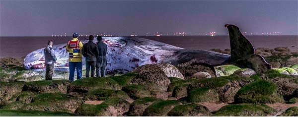 ಜನರು ನೋಡುತ್ತಿದ್ದಂತೆಮುನ್ನೂರು ಕಿಲೋ ತೂಕ 45 ಅಡಿ ಉದ್ದದ ತಿಮಿಂಗಿಲ ಬಂಡೆಕಲ್ಲಿಗೆ ತಲೆಬಡಿದು ಸಾವ