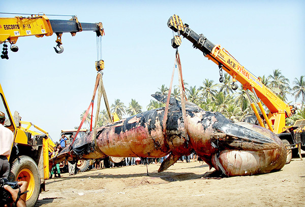 ಮುಂಬೈ ತೀರದಲ್ಲಿ ಭಾರೀ ಗಾತ್ರದ ತಿಮಿಂಗಿಲದ ಕಳೇಬರ ಪತ್ತೆ