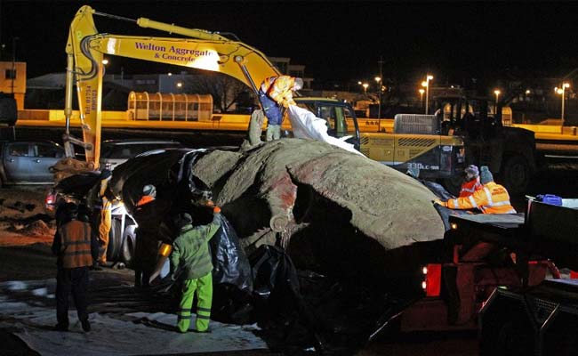 ಮುಂಬೈ ತೀರದಲ್ಲಿ ಭಾರಿ ಗಾತ್ರದ ತಿಮಿಂಗಲದ ಕಳೇಬರ ಪತ್ತೆ