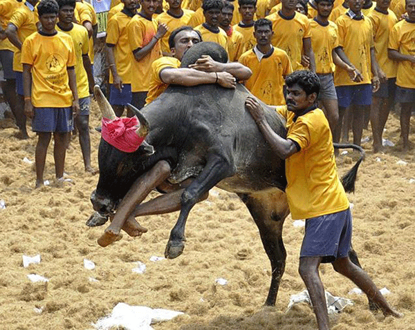 ಜಲ್ಲಿಕಟ್ಟು: ಕೇಂದ್ರದ ಹಸಿರು ನಿಶಾನೆ