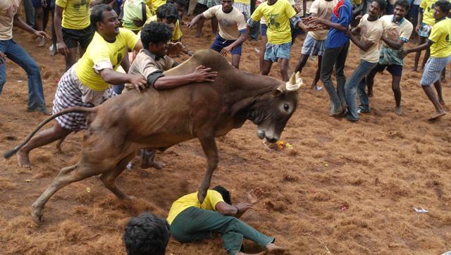 ಜಲ್ಲಿಕಟ್ಟು ಸ್ಪರ್ಧೆಗೆ ನಿಷೇಧ ತೆರವು; ಪ್ರಧಾನಿ ಮೋದಿಗೆ ತಮಿಳುನಾಡು  ಅಮ್ಮನ ಥ್ಯಾಂಕ್ಸ್