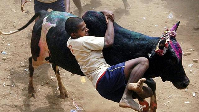 ಮತಬೇಟೆ ತಂತ್ರ: ತಮಿಳುನಾಡು ಜಲ್ಲಿಕಟ್ಟು ನಿಷೇಧ ತೆರವು