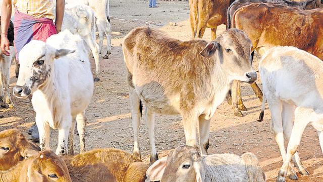 ಗೋಹತ್ಯೆ ಮಾಡಿದ ಮುಸ್ಲಿಮ್‌ ಮಾಜಿ ಬಿಜೆಪಿ ನಾಯಕನ ಕುಟುಂಬಕ್ಕೆ   ಬಹಿಷ್ಕಾರ!