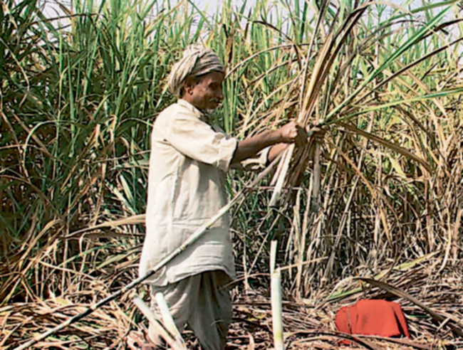 ಕಬ್ಬು: ರೈತರಿಗೆ ಈ ವರ್ಷವೂ ತಪ್ಪದ ಸಂಕಟ..!